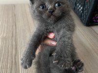 4 British Shorthair Yavru Kedi