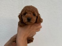 Toy poodle yavrular