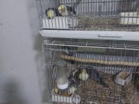 Yeni yeme düşmüş sultan papağanlar