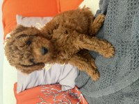 1 Temmuz Doğumlu Erkek Toy Poodle