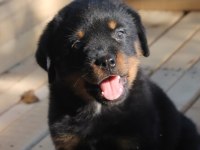 Rottweiler Yavruları Güç Asil Duruş Ve Sadakat