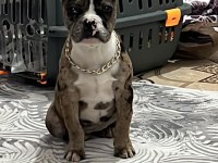 French Bulldog İç Dış Yapıldı Sağlıklı Egzotik Renk