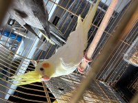 Lutino albino yavru sultan papağanı