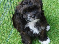 Eşsiz kalitede Maltipoo