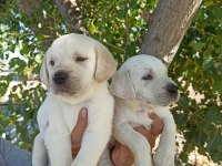 Labrador Yavruları A kalite Tüm İllere Gönderim