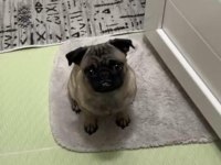 13 Aylık Pug Dişi Wc Eğitimli