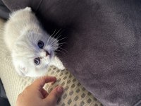 Scottish fold kedimiz