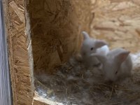 6 Adet Hollanda Lop Tavşan