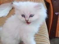 British longhair