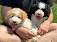 Türkiyenin tek doodle çiftliğinin eşsiz bebekleri