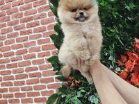 Pomeranian yavrular