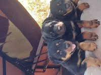 Irk garantili rottweiler yavruları