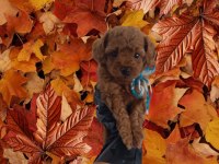 Büyümeyecek gerçek toy poodle
