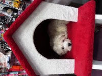 Maltese terrier köpeğimiz