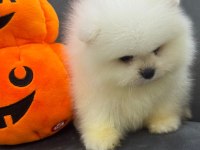 Nadir olan kar beyaz pomeranian yavrularımız
