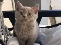 British Shorthair Yavruları