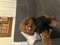 KORE POODLE OĞLUMUZA DİŞİ ARIYORUZ EŞLEŞME İLANI