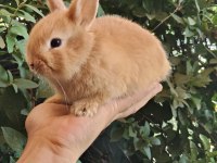 ORJİNAL CÜCE VE MİNİ LOP TAVŞANLARIMIZ NETHERLAND DWARF