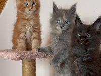 Özel Kalite Maine Coon Dişi