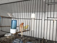 Dişi erkek kanarya türleri