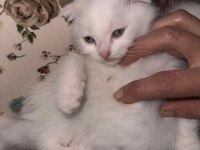 KEDİLERİMİZİ ÜCRETSİZ SAHİPLENDİRECEĞİZ