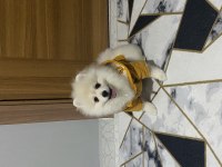 Pomeranian Boo Oğlumuz Yeni Yuvasını Arıyor