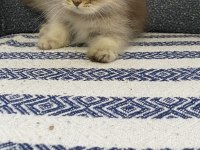 4 tatlı kardeş kediler