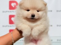 Ayıcık yüzlü sevimli pomeranian yavrularımız