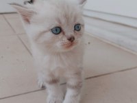 British shorthair yavru kediler