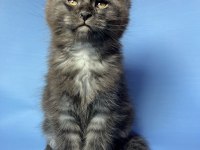Dev bebekler 2 aylık maine coon yavrular