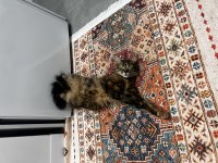 Kedimiz Pakize Su’ya yuva arıyoruz