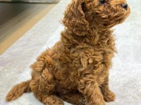 Orjinal toy poodle