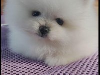 SAF AYI SURAT A KALİTE POMERANİAN BOO