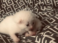 British shorthair bebeklerimiz sahiplendirilcektir