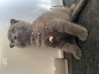 Ateş gibi bir kraliçe scottish fold