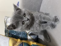 British shorthair safkan yavrular