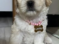 KÜÇÜK SEVGİ DOLU KÖPEĞİMİZE ÖMÜRLÜK YUVA ARIYORUZ