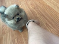 Bebek pomeranian erkek yavru