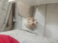 CAVALİER KİNG CHARLES SAFKAN KÖPEĞİMİZ