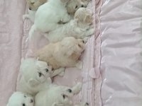 IRK VE SAĞLIK GARANTİLİ MALTIPOO YAVRULAR