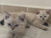 3 aylık british shorthair yavrularımız