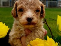 Maltipoo yavruları