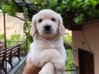 Golden retriever yavrularımız Baby face ırk garantili
