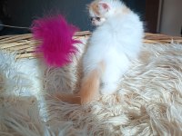 Show kalite iran persian kedisi