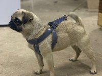 2 yaşında dönemi yakın pug
