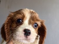 Ev ortamından sağlık ırk garantili cavalier king charles