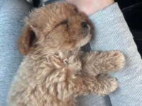 Tuvalet eğitimli aşıları tam maltipoo