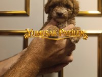 Toy Poodle Dişi Ve Erkek