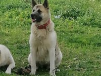 AMERİKAN AKİTA Sahibinin vefatı nedeniyle yeni yuva