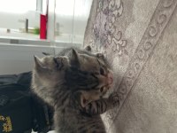 British shorthair annemizin yavruları oldu Erkek-dişi